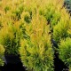 Thuja occidentalis Golden Smaragd 160 cm B